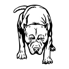 American Pit Bull Terrier - Dog Breed, Funny dog Vector File, detailed vector