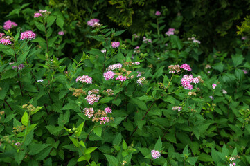 Flowering japanese meadowsweet or Japanese spiraea Shirobana (Spiraea japonica)