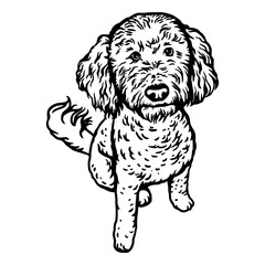 Funny Poodle - Dog Breed, Funny dog Vector File, detailed vector