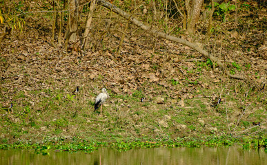 Open - billed stork with camouflaged four red-wattled lapwings at Kaziranga National Park