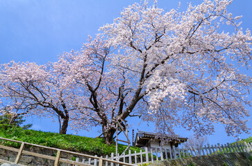 Fototapeta na wymiar 松前公園の桜満開