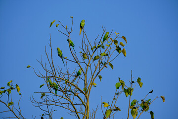 Male and female rose-ringed parakeets