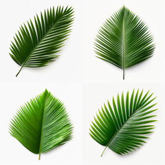 top down view of coconut leaf laid horizontally, white background,