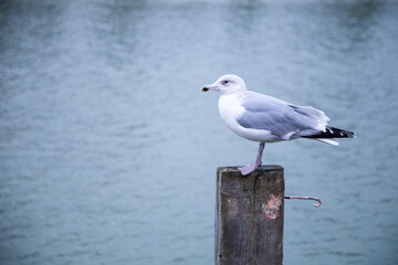 Seemöwe rastet auf einem Mast