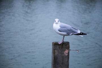 Möwe auf Holzstamm