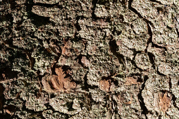 Different tree bark structure in the forest.