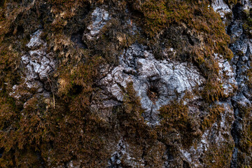 Different tree bark structure in the forest.