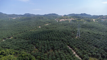 Oil palm plantations are located in mountainous areas and pass through high voltage or short circuit electric currents