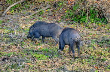 Wild boar at Kaziranga National Park, Assam, India