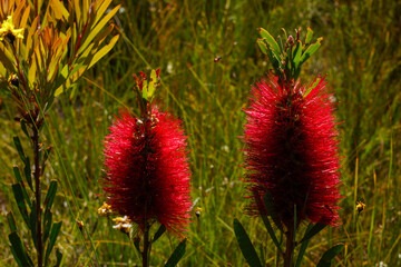Bright red flowers of the Albany bottlebrush (Melaleuca glauca), in natural habitat, Southwest...