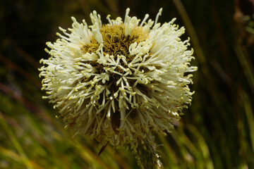 Flowering drumstick or pineapple bush (Dasipogon bromeliifolius), Southwest Western Australia