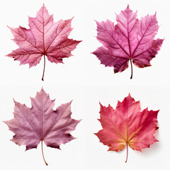 top down view of grape autumn leaf laid horizontally, white background.