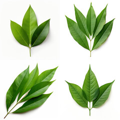 top down view of mango leaf laid horizontally, white background.