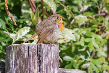 A small songbird, Robin (Robin), from the flycatcher family, sits on a wooden post.