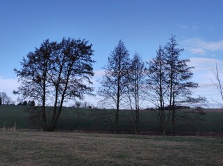 Kahle Bäume auf den Wiesen im Februar - 745016302