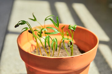 Little seedlings growing in potted plant