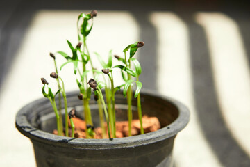 Little seedlings growing in potted plant