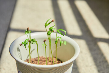 Little seedlings growing in potted plant