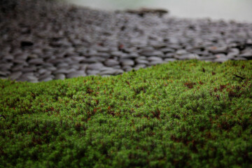 日本の庭園風景、雨の日