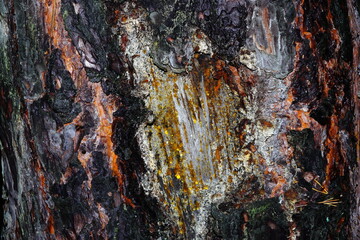 Different tree bark structure in the forest.