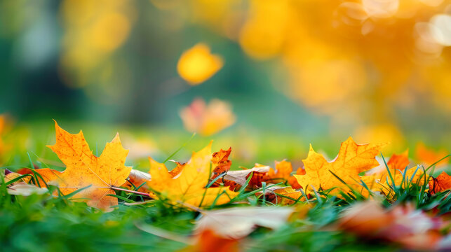 Brown maple leaves laying on the grass in autumn