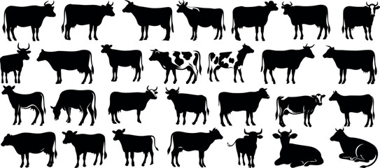 Cow silhouettes in diverse positions, ideal for farm, dairy, beef advertisements and educational graphics. Black cows figures on white background, versatile for various contexts - obrazy, fototapety, plakaty