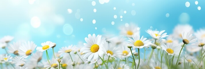 Natural summer background with chamomile flowers. Beautiful landscape of flowers meadow on a sunny day with selective focus. Widescreen scenic wallpaper or banner with copy space.