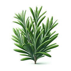 Fototapeta premium green rosemary herb isolated on white background