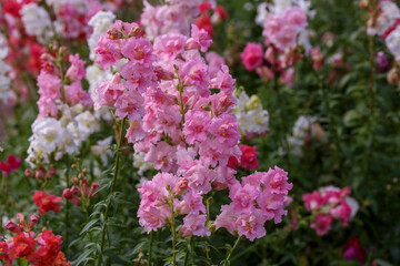 Obraz premium Levkoy ( lat. Matthiola ) is a genus of annual and perennial herbaceous plants of the Brassicaceae family