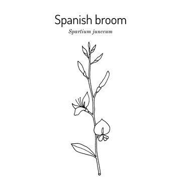 Spanish broom (Spartium junceum), ornamental and medicinal plant