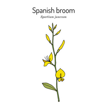 Spanish broom (Spartium junceum), ornamental and medicinal plant
