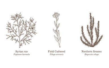 Collection of edible and medicinal plants