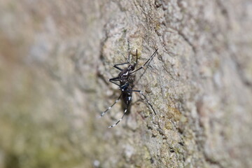 Aedes mosquito