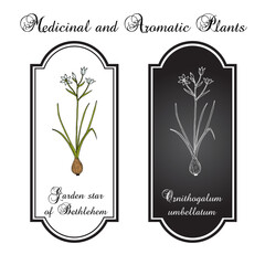 Garden star-of-Bethlehem, or grass lily (Ornithogalum umbellatum), ornamental and medicinal plant