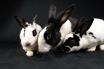 Mini rex rabbits and domesticated rabbit, isolated on black background