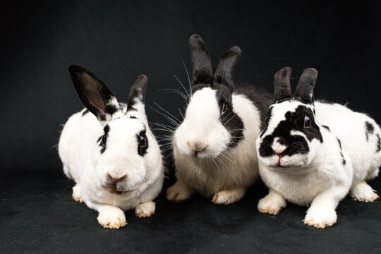 Mini rex rabbits and domesticated rabbit, isolated on black background