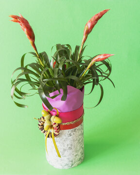 Bromeliad or vriesea splendens flowers on a lettuce background