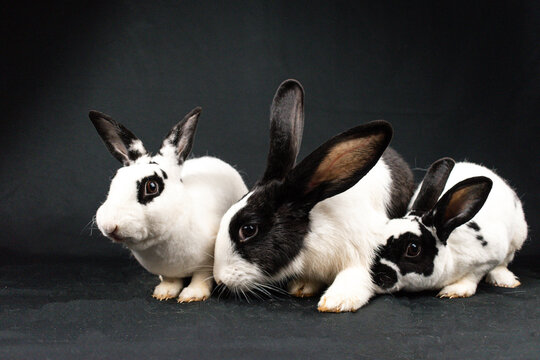 Mini Rex Graphics