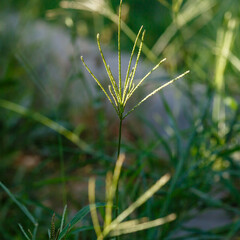 Pigweed or palmate grass ( lat. Cynodon dactylon ) is a herbaceous plant