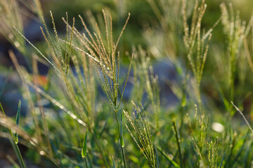 Pigweed or palmate grass ( lat. Cynodon dactylon ) is a herbaceous plant