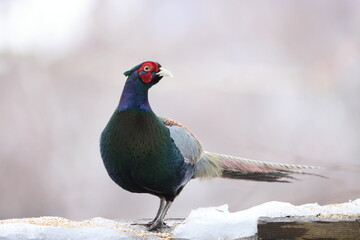 The green pheasant (Phasianus versicolor), also known as the Japanese green pheasant, is an...