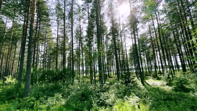 Beautiful summer morning in the pine tree forest. Sun rays break through the foliage of magnificent green tree. Magical summer forest