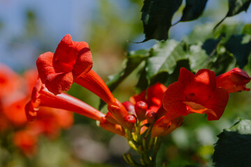 Bee on flower of Campsis. Campsis radicans flowers (trumpet vine or trumpet creeper). _ow itch vine or hummingbird vine,Trambita, Luleaua turcului is a perennial Liana