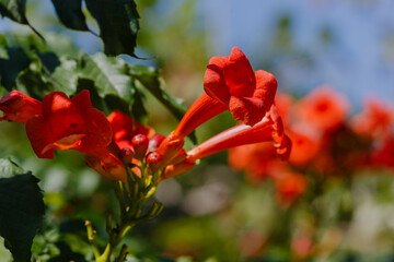 Obraz premium Campsis radicans flowers (trumpet vine or trumpet creeper). _ow itch vine or hummingbird vine,Trambita, Luleaua turcului is a perennial Liana