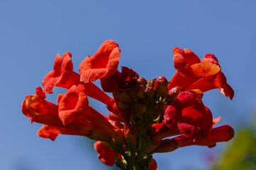 Bee on flower of Campsis. Campsis radicans flowers (trumpet vine or trumpet creeper)