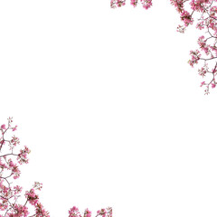 pink cherry blossom border isolated on white 