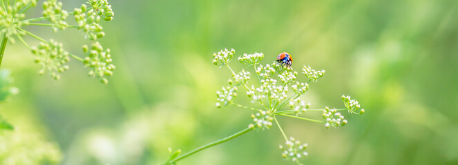 Beautiful ladybird in grass. Ladybug in natural background. Summer background