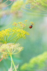 Alone red ladybird in grass. Ladybug in natural background. Summer background