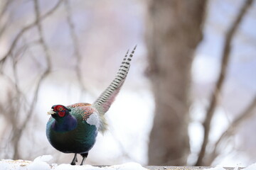 The green pheasant (Phasianus versicolor), also known as the Japanese green pheasant, is an omnivorous bird native to the Japanese archipelago, to which it is endemic.