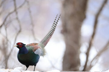 The green pheasant (Phasianus versicolor), also known as the Japanese green pheasant, is an omnivorous bird native to the Japanese archipelago, to which it is endemic.